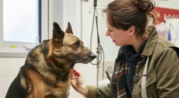 Weterynarz uspokaja owczarka niemieckiego z podwyższonym tętnem. Pies wygląda na zaniepokojonego, ale ufnie patrzy na kobietę.
