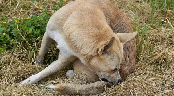 Pies w trawie gryzie swój ogon. Czy wszy z psa mogą przejść na człowieka? To pytanie nurtuje wielu właścicieli czworonogów.