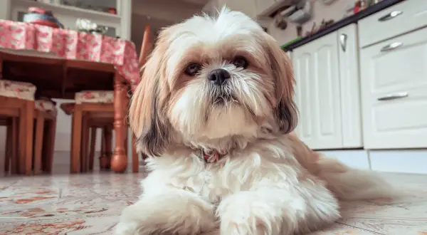Uroczy shih tzu czeka na swoje domowe jedzenie. W tle widać kuchnię i stół.