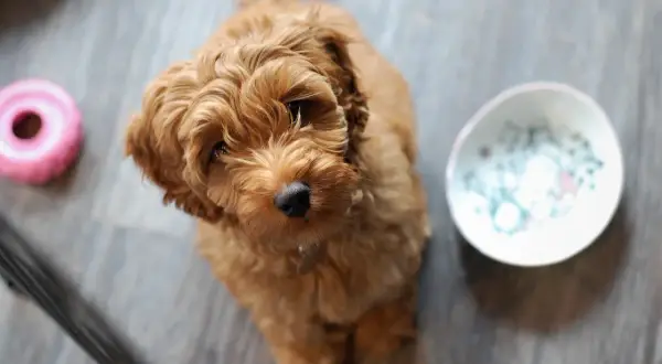 Urocza mieszanka pudla z labradorem, z puszystą, rudą sierścią, siedzi na podłodze obok różowej zabawki i miseczki.