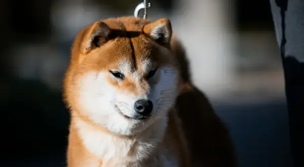 Shiba inu o rudych i białych kolorach sierści, z czarnym nosem, na smyczy.