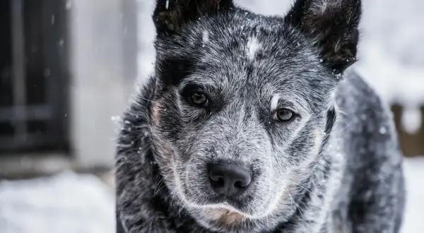 Zimowy portret blue heeler w śniegu. Pies ma piękne, bystre oczy i charakterystyczne umaszczenie.
