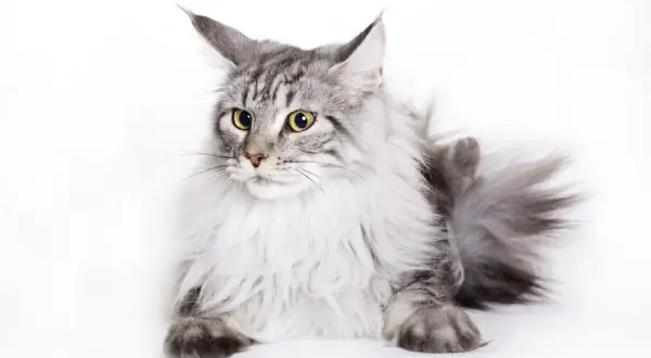 Piękny szary kot rasy Maine Coon, który żyje długo, z bujną grzywą i puszystym ogonem, leży na białym tle.
