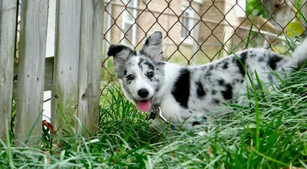 Szczeniak border collie z pięknym, marmurkowym umaszczeniem merle, wychyla się z trawy przy drewnianym płocie.
