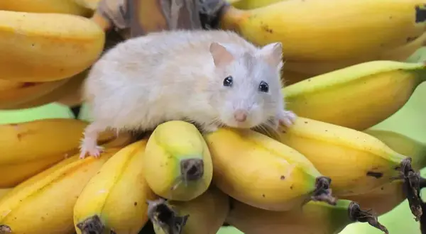Mały, puszysty chomik siedzi na kiści bananów. Czy chomiki mogą jeść banany? Ten wygląda, jakby chciał się przekonać!