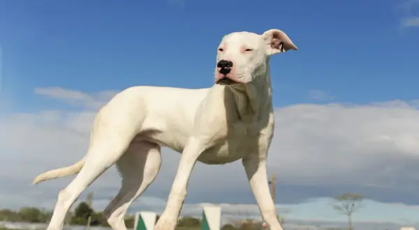 Młody dog argentyński, o wadze około 30 kg, stoi na drewnianej belce na tle błękitnego nieba.