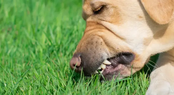Złoty labrador gryzie trawę. Czy to pytanie "dlaczego pies je trawę" ma odpowiedź w jego zachowaniu?