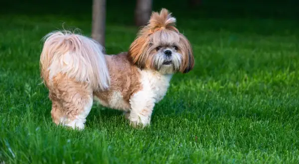Uroczy shih tzu z puszystym ogonem i kokardką na głowie, emanujący łagodnym usposobieniem, stoi na zielonej trawie.