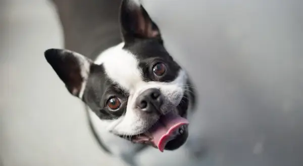 Boston terrier z językiem na wierzchu, patrzący w górę. Czy psy się uśmiechają? Ten wygląda na szczęśliwego!