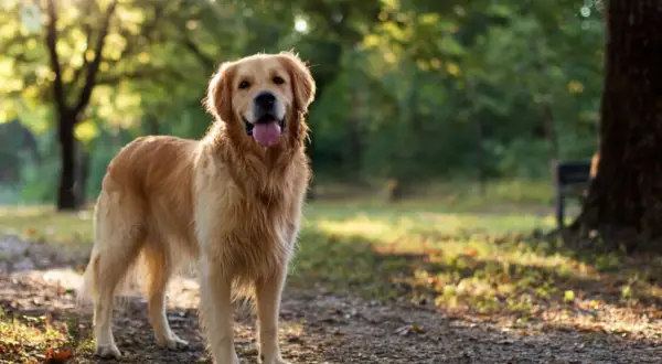 Piękny golden retriever z wywieszonym językiem stoi na ścieżce w parku. Jak wygląda golden retriever? Ma gęste, złociste futro i przyjazne spojrzenie.