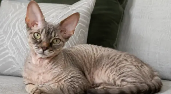 Uroczy devon rex sam w domu, leżący na kanapie wśród poduszek, z charakterystycznymi dużymi uszami i falowaną sierścią.