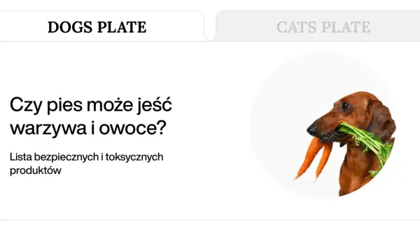 Jamnik z marchewką w pysku. Dowiedz się, jakie warzywa może jeść pies, by jego dieta była bezpieczna i zdrowa.