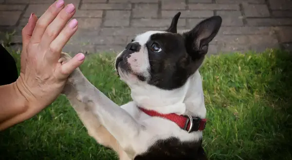 Boston terrier charakter: pies podaje łapę, patrząc z ufnością.
