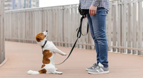 Jack Russell na smyczy, z nosem zadartym do góry, jakby miał ocd u psa. Stoi na dwóch łapach, patrząc na swojego pana.