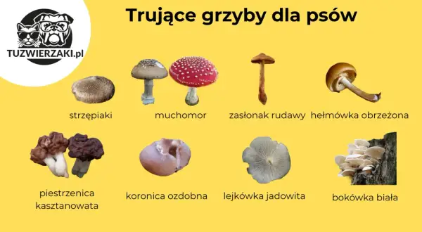 Czy pies może jeść grzyby? Grafika pokazuje trujące grzyby, których należy unikać, np. muchomory, strzępiaki, piestrzenice.