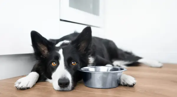 Smutny border collie krótkowłosy leży obok pustej miski, czekając na jedzenie.