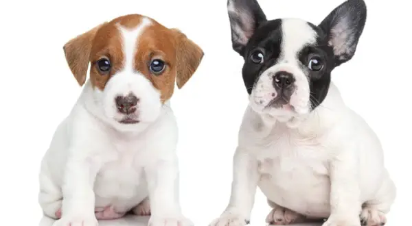 Dwa szczenięta siedzą obok siebie. Po lewej Jack Russell Terrier, po prawej buldożek francuski. Oba to urocze pieski.