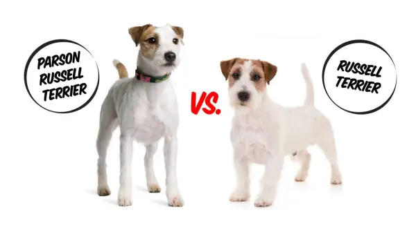 Dwa psy rasy jack russell parson terrier stoją obok siebie, porównując swoje cechy.