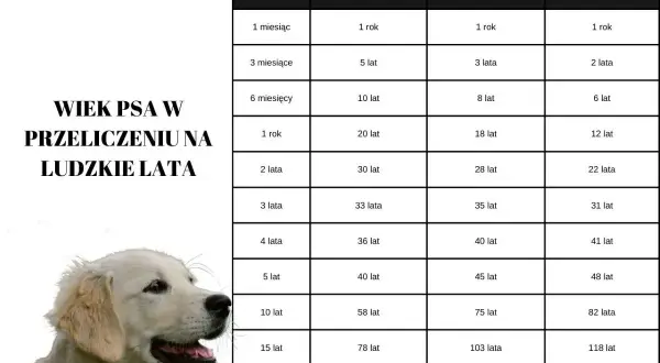 Tabela porównująca wiek psa w ludzkich latach, zależnie od jego wielkości. Kiedy pies jest dorosły, jego wiek w ludzkich latach jest różny.