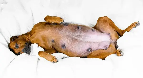 Brzuchatej suczce Rhodesian Ridgeback leżącej na plecach widać, ile pies chodzi w ciąży.