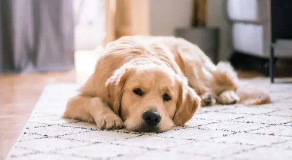 Złoty retriever leży na dywanie, wygląda na zmęczonego. Czy to mogą być gronkowiec u psa objawy?