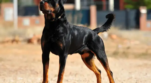 Potężny Rottweiler, jeden z najgroźniejszych groźnych psów, stoi na żwirowej drodze, gotowy do obrony.