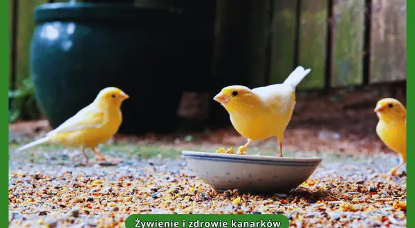 Trzy żółte kanarki jedzą mieszankę ziaren z miseczki. To pokazuje, co jedzą kanarki, dbając o ich zdrowie.