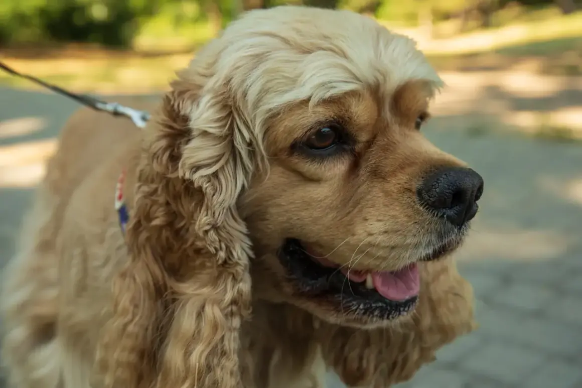 Cocker spaniel o łagodnym spojrzeniu, z długimi, falującymi uszami. Jego radosny charakter widać w lekko uchylonym pysku.