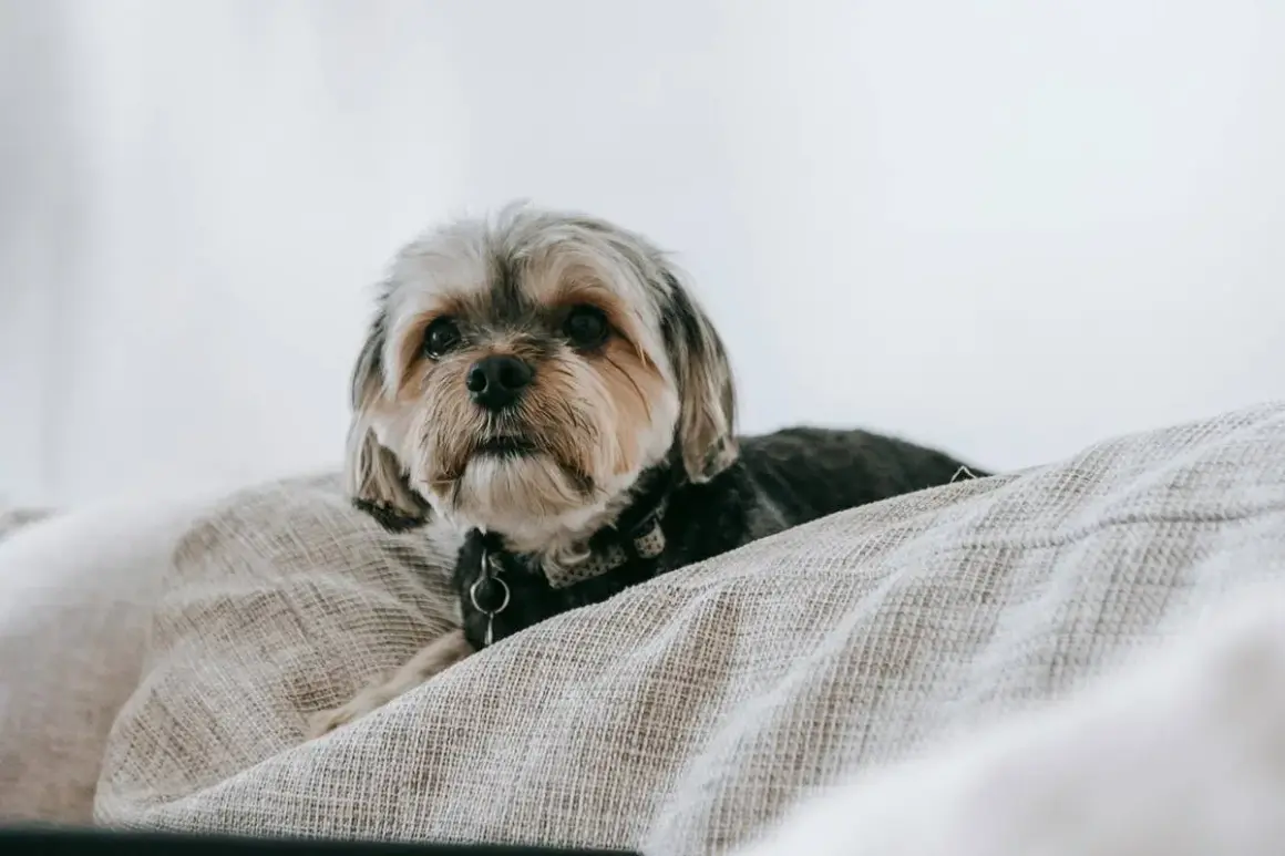 Słodki shih tzu sam w domu, leżący na kanapie, z czujnym spojrzeniem.