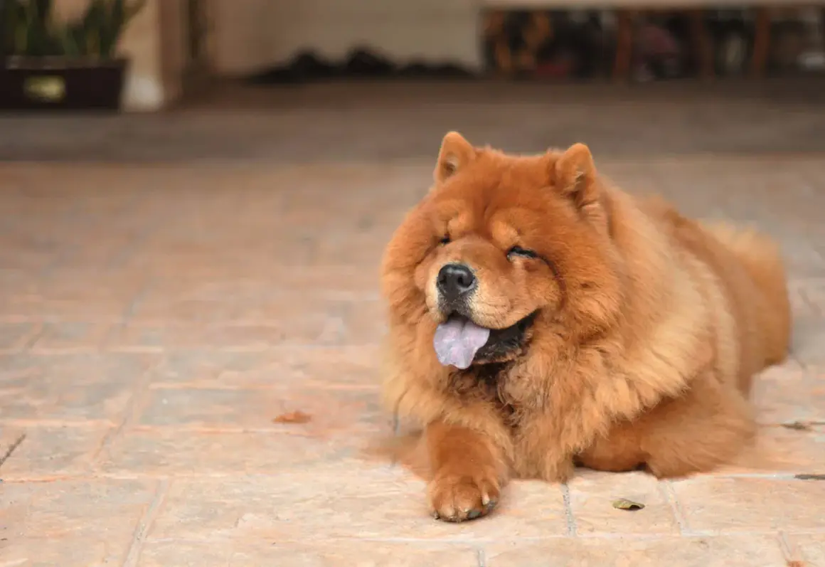 Puszysty chow chow z językiem na wierzchu, zrelaksowany na płytkach. Jego waga jest idealna do przytulania.