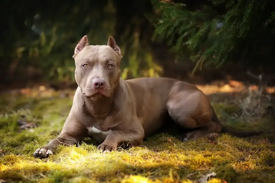 Potężny pies rasy pitbull o brązowej sierści leży na trawie w lesie, z uwagą obserwując otoczenie.