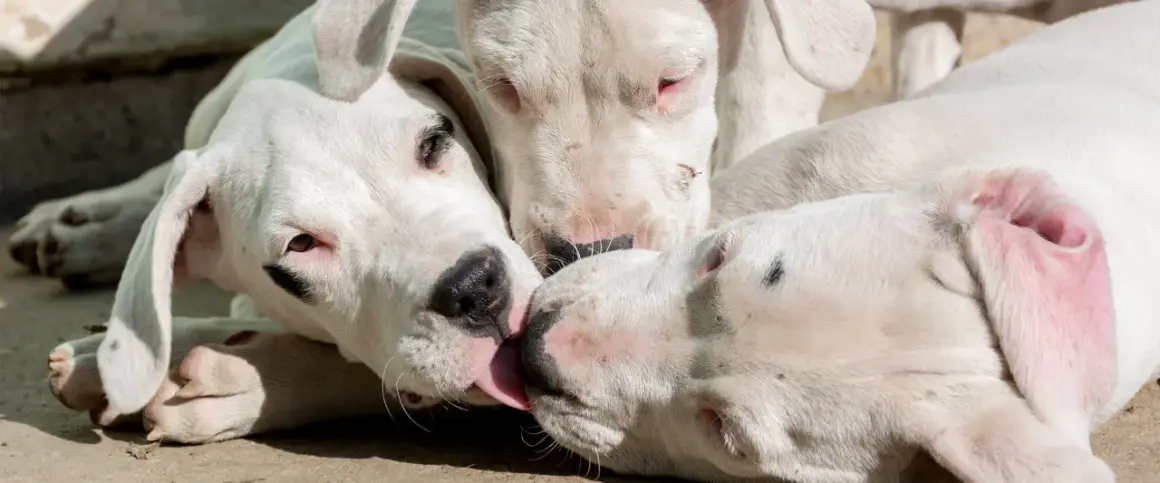 Trzy białe szczenięta Dogo Argentino, które często pojawiają się na listach 10 najgroźniejszych psów na świecie, bawią się ze sobą.