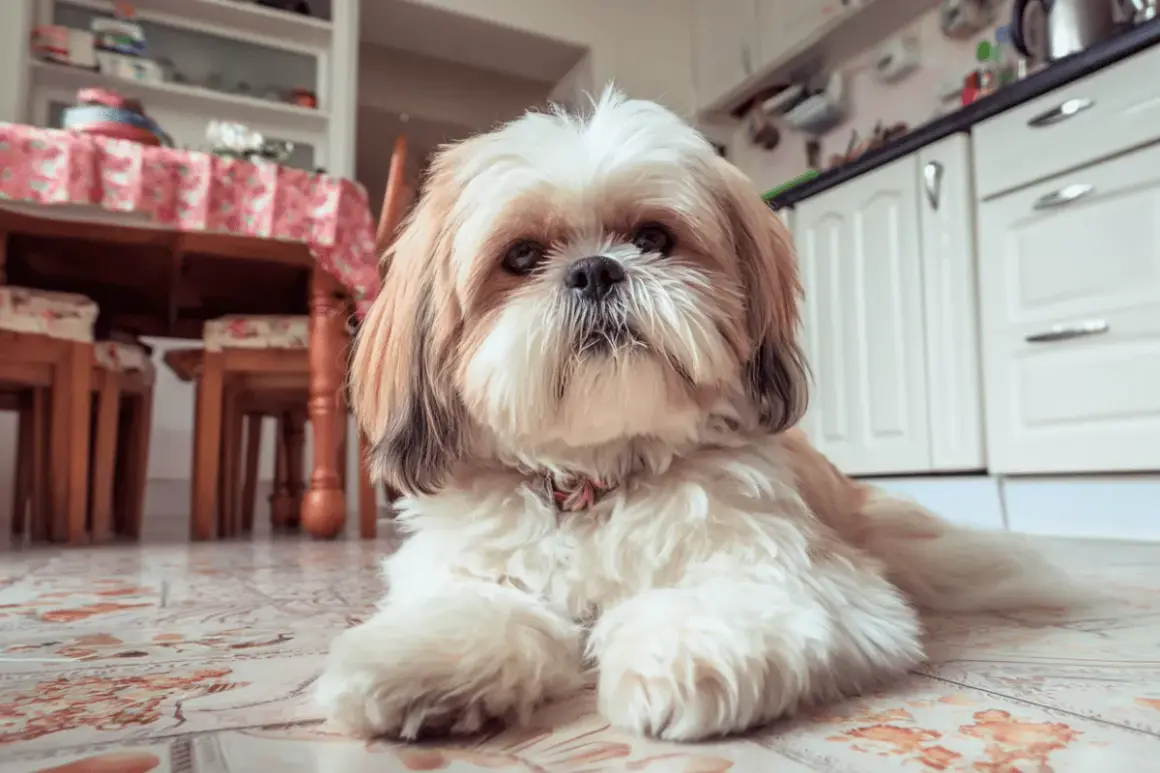 Uroczy shih tzu czeka na swoje domowe jedzenie. W tle widać kuchnię i stół.