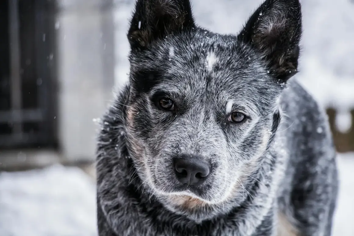 Zimowy portret blue heeler w śniegu. Pies ma piękne, bystre oczy i charakterystyczne umaszczenie.