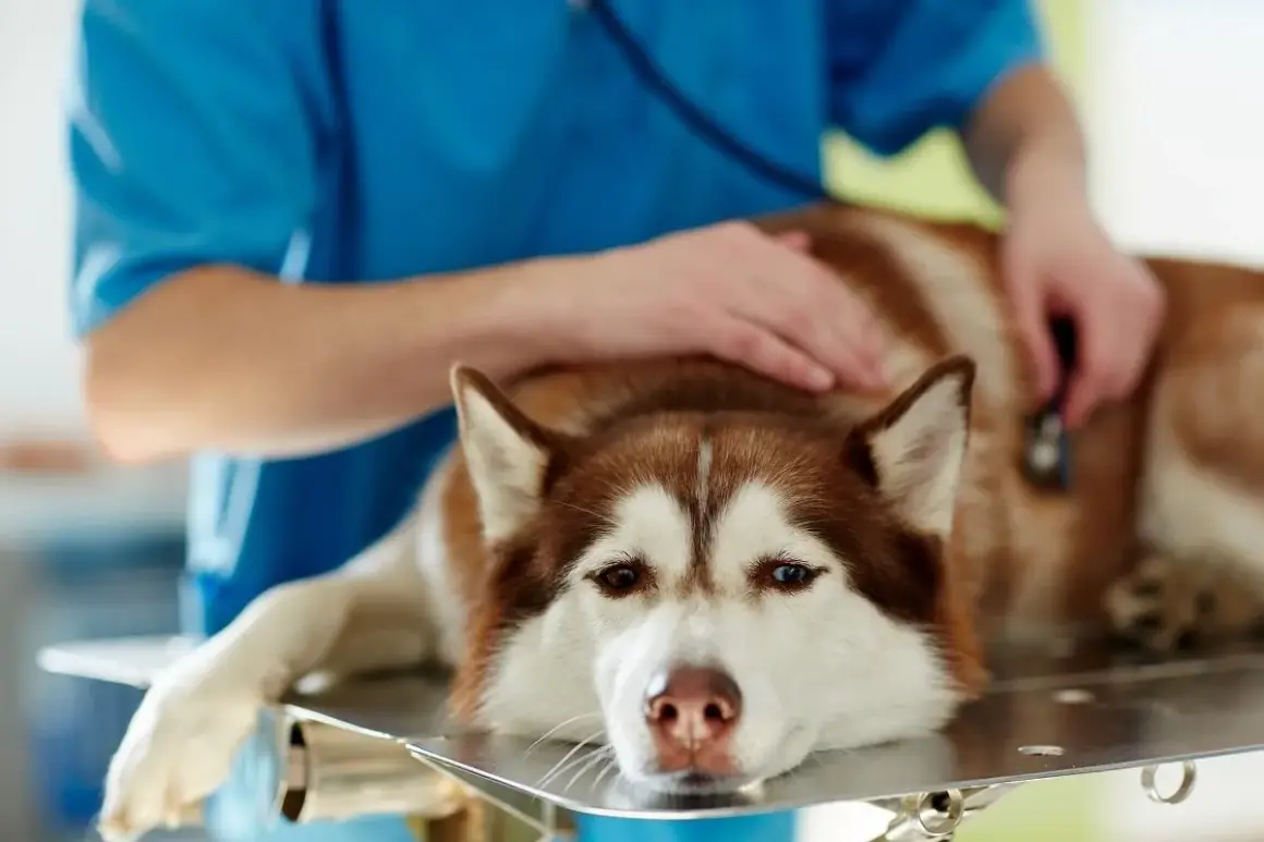 Weterynarz bada psa z wodobrzuszem. Pies rasy husky leży na stole, weterynarz osłuchuje go stetoskopem.