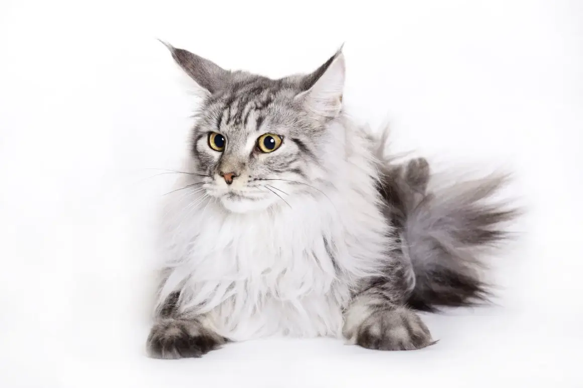 Piękny szary kot rasy Maine Coon, który żyje długo, z bujną grzywą i puszystym ogonem, leży na białym tle.