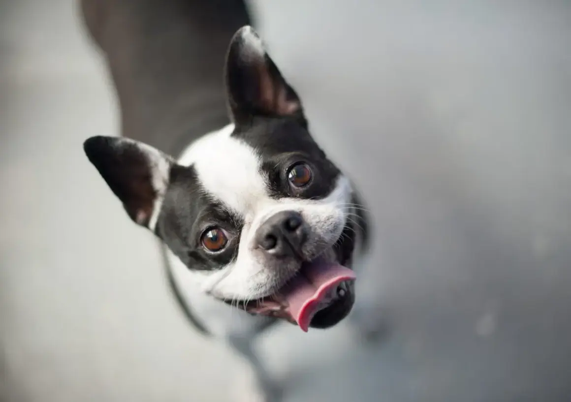 Boston terrier z językiem na wierzchu, patrzący w górę. Czy psy się uśmiechają? Ten wygląda na szczęśliwego!