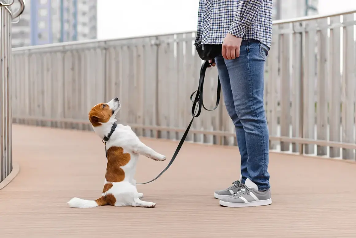 Jack Russell na smyczy, z nosem zadartym do góry, jakby miał ocd u psa. Stoi na dwóch łapach, patrząc na swojego pana.