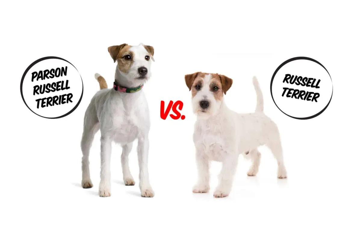 Dwa psy rasy jack russell parson terrier stoją obok siebie, porównując swoje cechy.