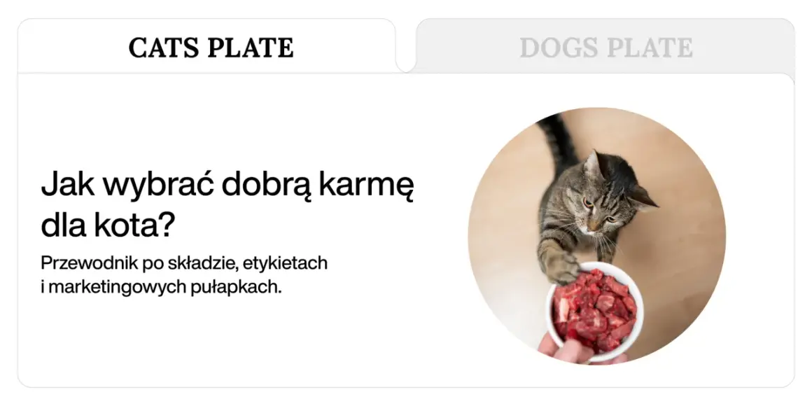 Kot z apetytem sięga po miseczkę z mięsem, pokazując, co jedzą koty.