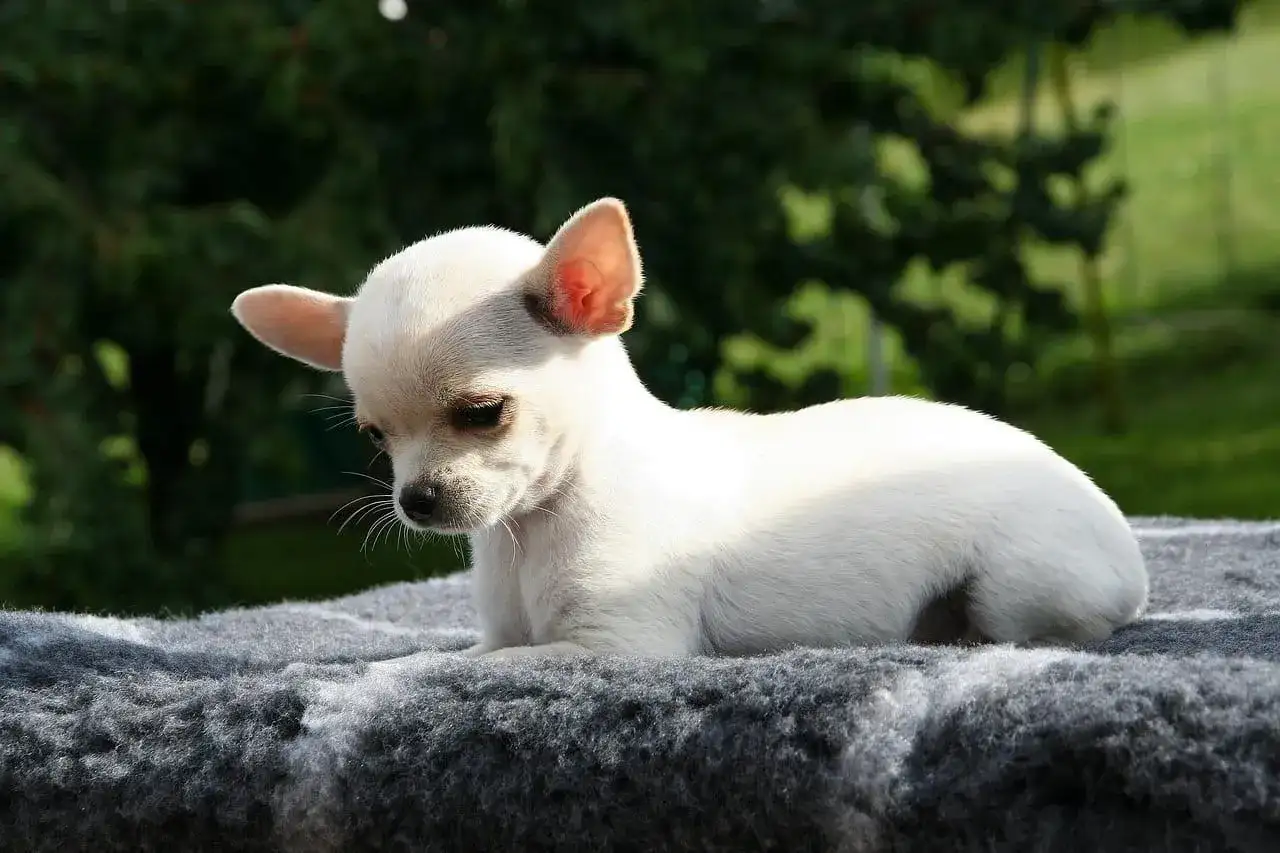 Najmniejszy pies na świecie? Chihuahua i bezpieczna opieka