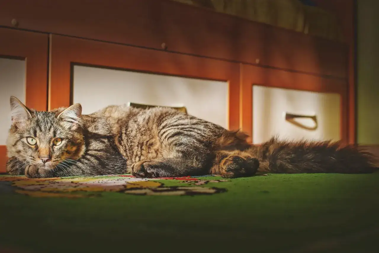 Puszysty kot leży na dywanie, jego oczy patrzą wprost. Może zaraz zacznie się nocne miauczenie kota w nocy.