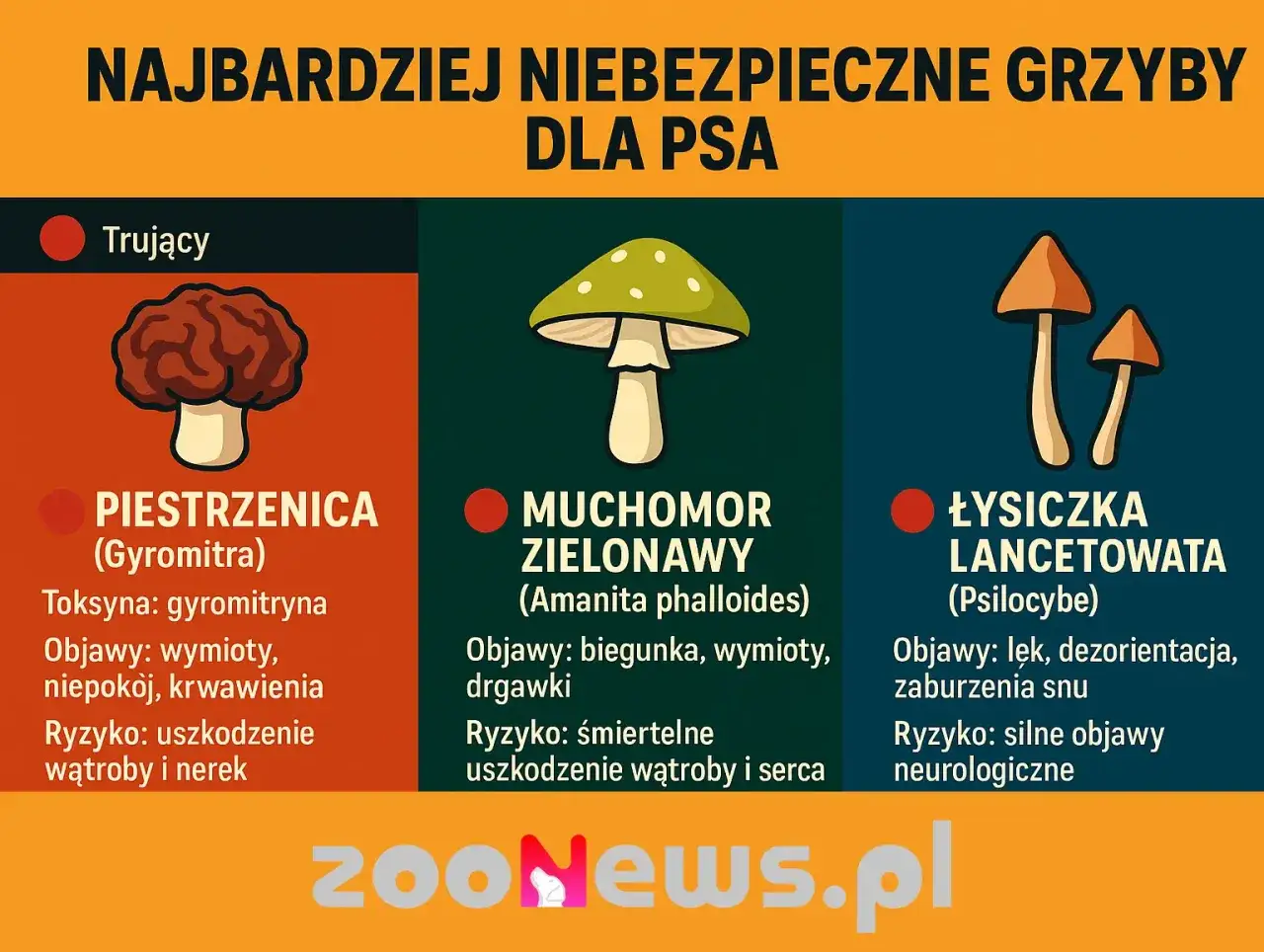 Trujące grzyby, których nie może jeść pies: piestrzenica, muchomor zielonawy i łysiczka lancetowata.