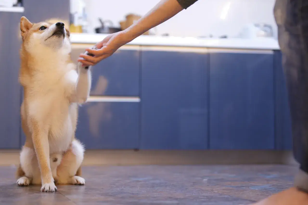 Shiba Inu podaje łapę, ćwicząc samodzielną tresurę psa. W tle kuchnia.