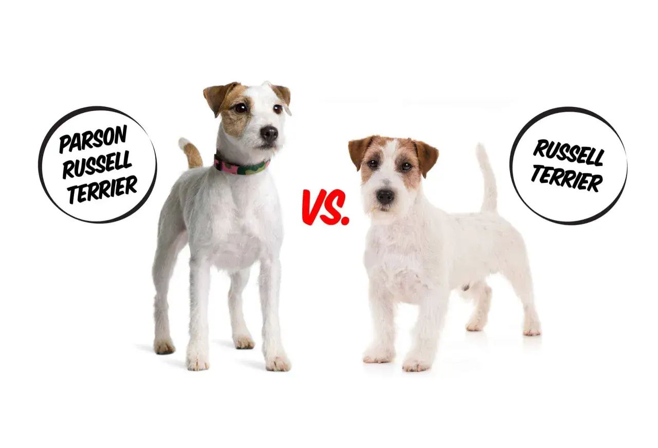Dwa psy rasy jack russell parson terrier stoją obok siebie.