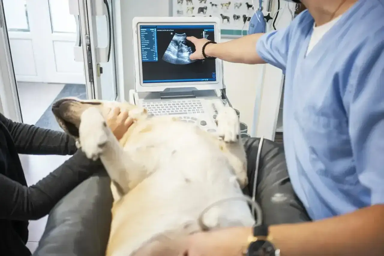 Weterynarz bada psa z podejrzeniem przerostu prostaty, analizując obraz USG.