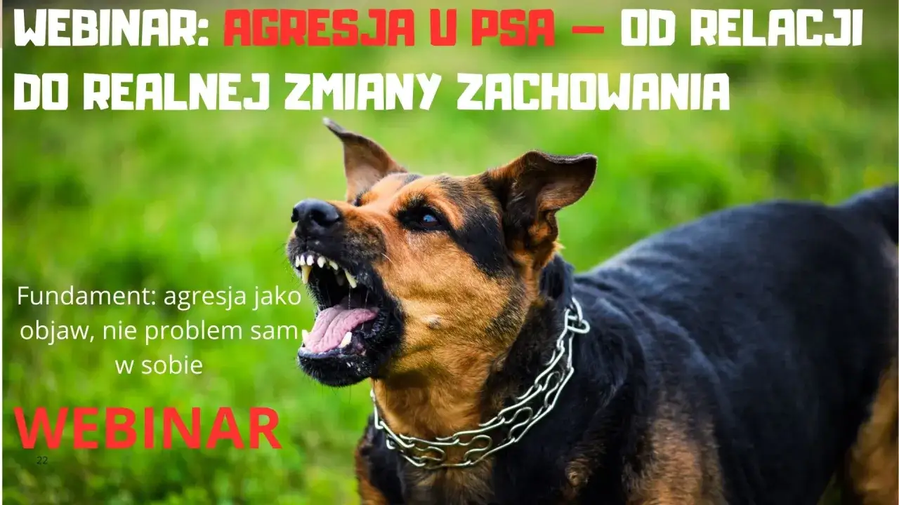 Agresywny pies warczy, pokazując zęby. Dowiedz się, jak oduczyć psa agresji wobec ludzi na webinarze.