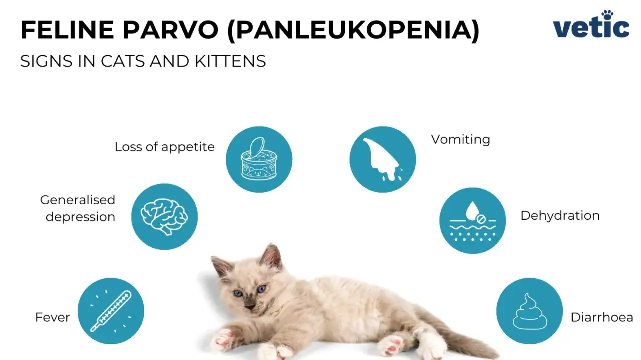 Objawy panleukopenii u kotów: utrata apetytu, wymioty, gorączka, odwodnienie, biegunka, apatia. To jedne z groźnych kocich chorób wirusowych.