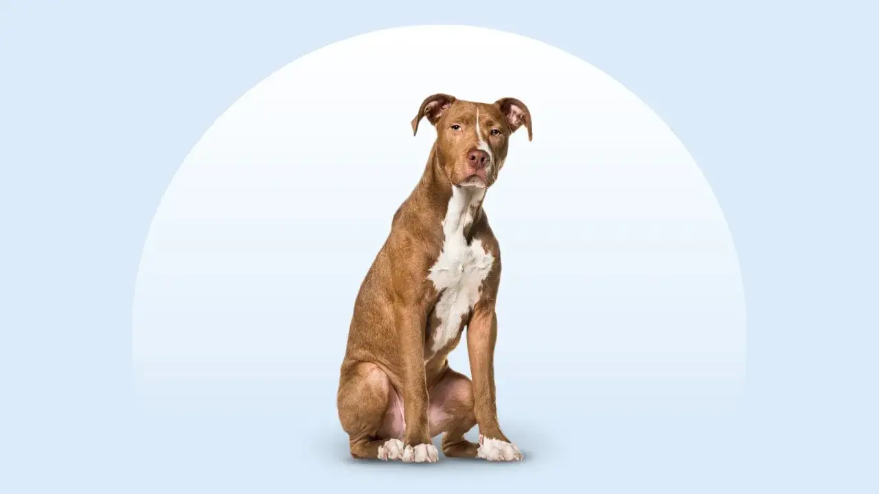 Brązowy pitbull z białym znaczeniem na klatce piersiowej siedzi spokojnie.