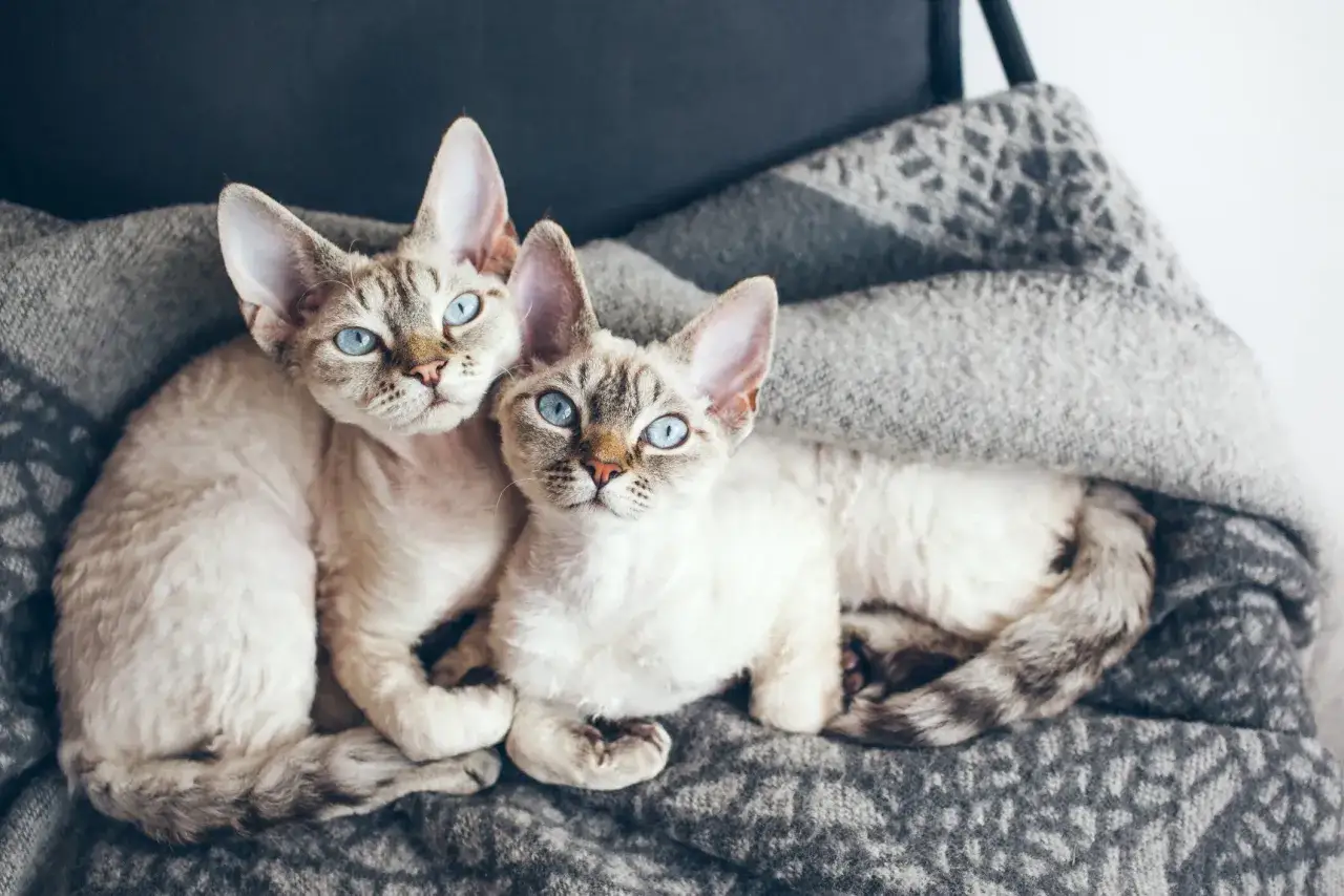 Dwa urocze koty rasy devon rex z niebieskimi oczami przytulają się na kocu. Ile żyje devon rex? Średnio 12-15 lat.